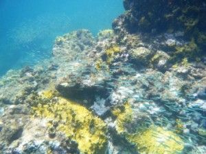 Corales de Guadeloupe
