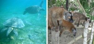 experiencias en Mayotte. N`gouja