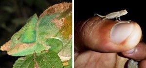 Madagascar. Camaleones