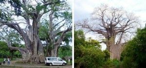 Madagascar. Baobabs