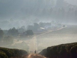 Mozambique. Plantaciones de té de Gurué