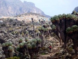 Kilimanjaro. Paisajes de far-west
