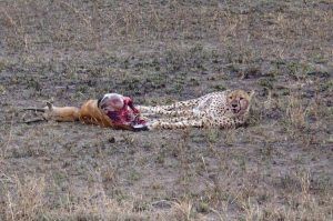 Tanzania y Kenia. Guepardo