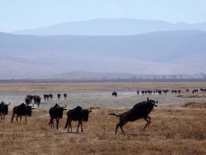 Tanzania y Kenia. Ñus en Gnorongoro