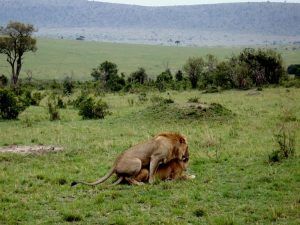 Tanzania y Kenia. Leones en Masai Mara