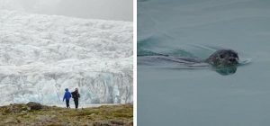 Islandia. Skaftafell y focas
