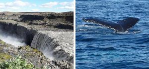 Islandia. Detifoss y Ballenas