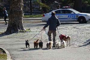 New York. Paseador de perros