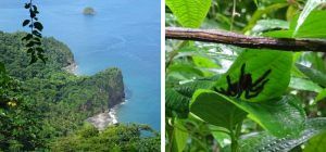 Isla de Martinica. Rando norte.