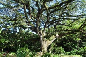 Isla de Martinica. Árbol Zamana