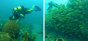 Isla de Martinica. Buceo