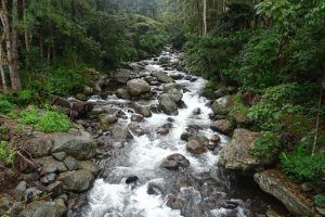 Panamá y Costa Rica. Río en Boquete