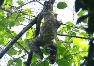 Panamá y Costa Rica. Perezoso en Manuel Antonio