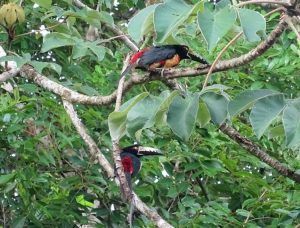 Guatemala y Belice. Tucancillos en Tikal.