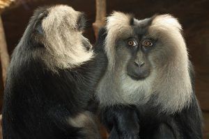 Ley de causa y efecto. Monos desparasitándose