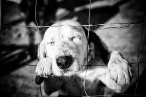 La soledad. Un perrito solitario