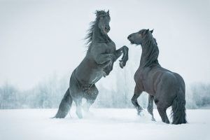 Enamorarte depende de ti. Caballos desbocados