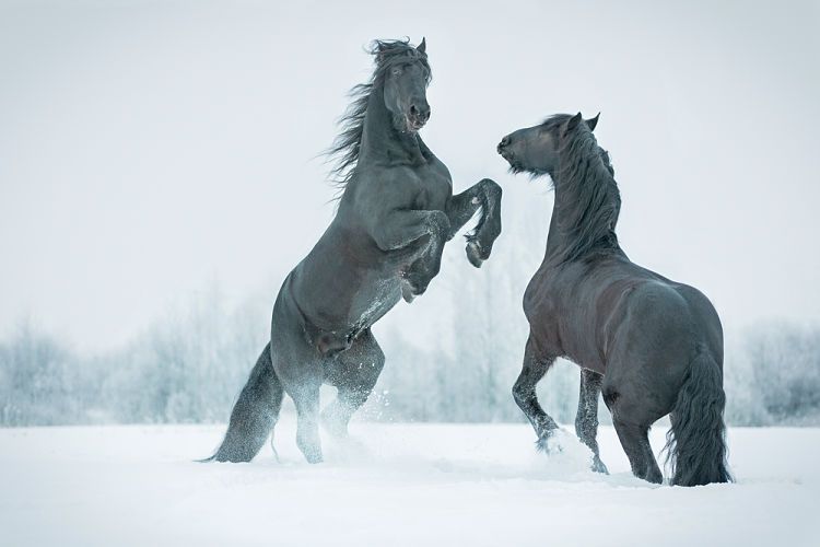 Enamorarte depende de ti. Caballos desbocados