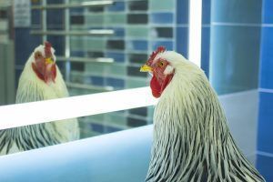 La empatía. Gallo mirándose