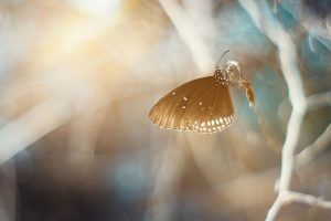 Determinismo e indeterminismo. Efecto mariposa