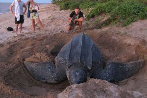 Guayana francesa lugares. Tortugas laúd
