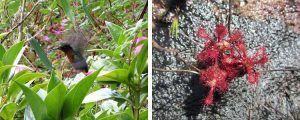 Flora y fauna durante el Trekking al monte Roraima