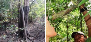 imágenes de la selva amazónica