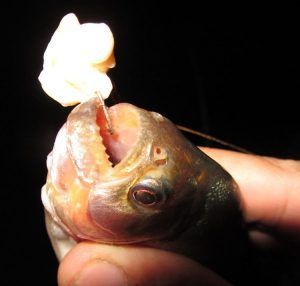 Pirañas en el río Amazonas