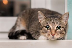 Vivimos como los gatos, con miedo