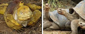 iguanas amarillas y tortugas gigantes en isla Santa Cruz