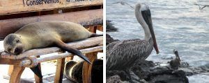 Lobos marinos y pelícanos en Puerto Baquerizo Moreno