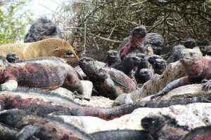 Iguanas Marinas de las Islas Galápagos