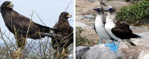 Águilas y Piqueros de patas azules en isla San Cristóbal