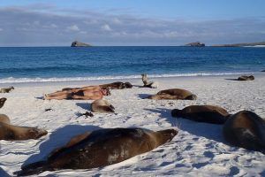 infiltrándome entre lobos marinos