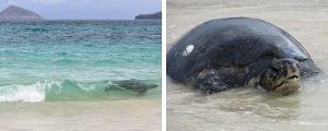 Tortugas en isla Floreana (Galápagos)