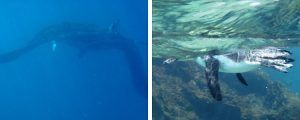 mantarrayas y pingüinos en isla Rábido (islas Galápagos)