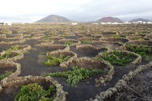 Parras de Lanzarote