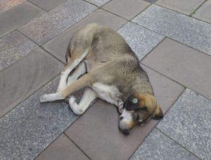 Perros callejeros, algo que ver en Batumi aunque no quieras