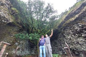 El Árbol Garoé, en El Hierro