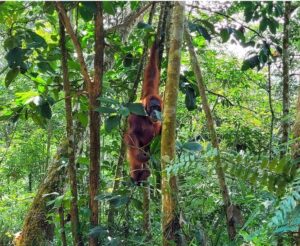 Orangutanes