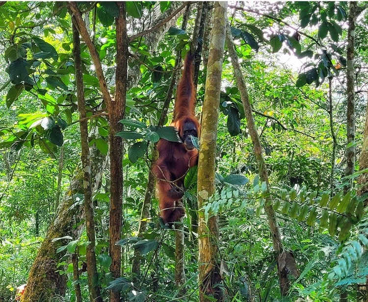 Orangutanes