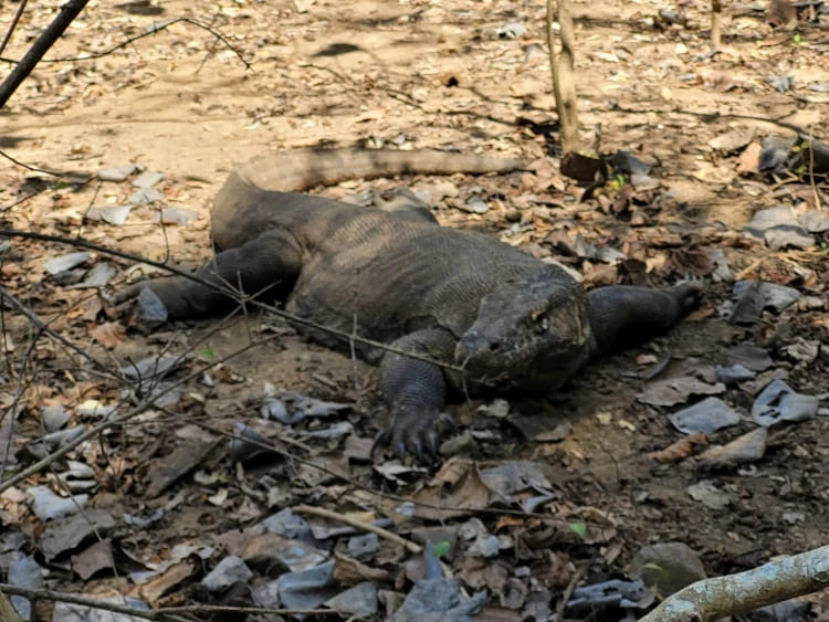 Dragón de Komodo, en Indonesia