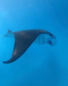 Mantarraya en Nusa Lembongan. Indonesia