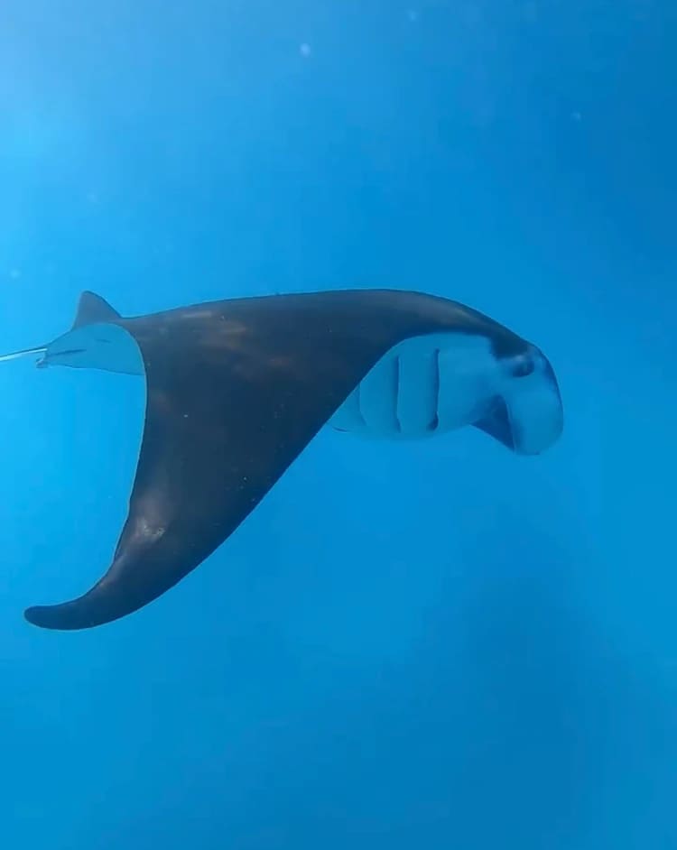 Mantarraya en Nusa Lembongan. Indonesia
