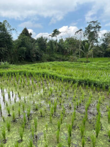 Arrozales de Tetebatu. Indonesia