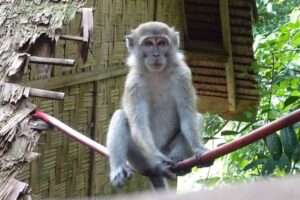 Mono en Bukit Lawan