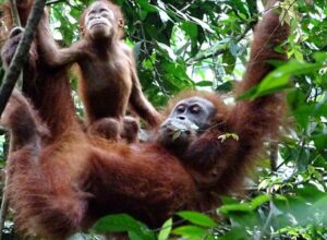 Familia de orangutanes de Sumatra