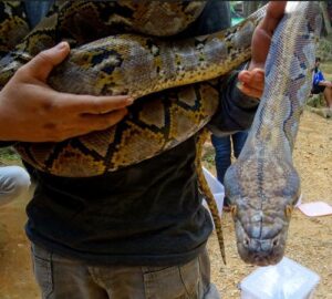 Serpiente en el valle de Harau